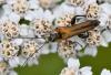 Oedemera podagrariae